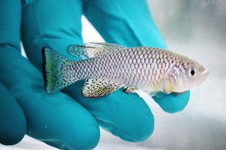 Killifish in front of a hand wearing a glove