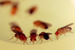 In der Natur ernährt sich die Fruchtfliege Drosophila melanogaster von reifem Obst. Eine Ernährung, die genau auf die Aminosäuren ihres Körpers abgestimmt ist, lässt die Fliegen schneller wachsen.