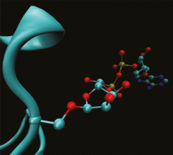 A complex tag for DNA-repair: 3D cartoon showing the linkage of ADP-ribose to the amino acid serine in a protein (turquoise).