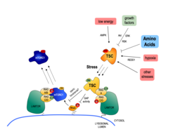 Image of the core lysosomal amino acid sensing machinery