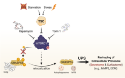 Image of mTORC1 activity