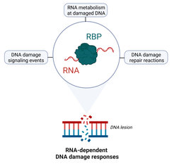 Bild der mutmaßlichen Rolle der RNA-bindenden Proteine (RBPs)