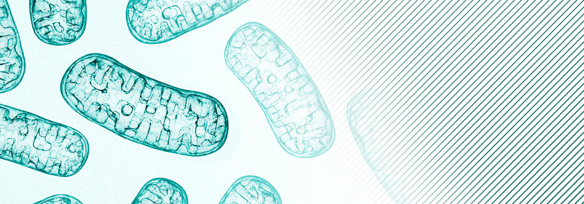 Künstlerische Darstellung von Mitochondrien