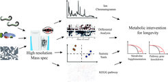 Unser Massenspektrometrie-basierter Ansatz zur Identifizierung von Metaboliten, die die Lebensdauer regulieren. Wir analysieren natürlich vorkommende Metaboliten in verschiedenen lang- und kurzlebigen C.-elegans-Stämmen, in Killifischen oder angezüchteten Zellen und suchen nach Molekülen, die in verschiedenen Mutanten unterschiedlich exprimiert werden. Wir integrieren diese Ergebnisse mit Transkriptomdaten und Signalweganalysen, um Gene und Netzwerke zu identifizieren, welche die Lebensdauer beeinflussen. Diese Ergebnisse bilden die Grundlage für weitere in-vivo-Analysen, wie z.B. die Nährungsergänzung eines bestimmten Metaboliten oder die genetische Störung eines Stoffwechselwegs, um die Auswirkungen auf die Langlebigkeit zu bewerten.