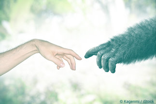 Das Bild zeigt zwei Hände, die sich fast berühren. Eine ist von einem Menschen, die andere von einem Affen.