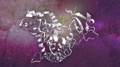 Molecular structure of the mTOR complex