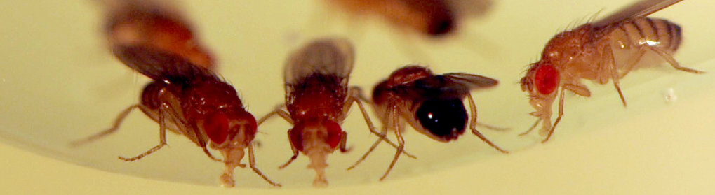 Fruchtfliege Drosophila