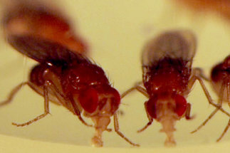 Fruchtfliege Drosophila