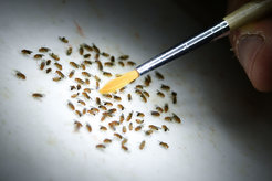 Drosphila werden mit einem Pinsel sortiert