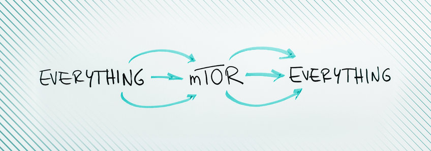 Max Planck Research Group Demetriades Diagram with "EVERYTHING" and "mTOR" linked by arrows, indicating a cyclical relationship.