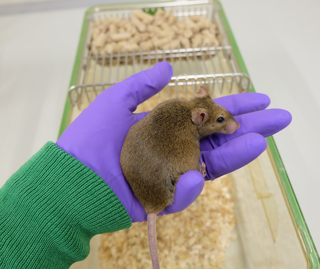 Maus sitzt auf Hand