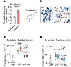 Die Grafiken veranschaulichen die Wirkung von Ergothionein auf die Metabolitenkonzentration und die durchschnittlich zurückgelegte Strecke bei unterschiedlichen Ernährungsweisen.