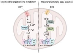 Abbildung, die die Wege des mitochondrialen Ergothionein-Stoffwechsels und der Ketonkörperoxidation mit gekennzeichneten Komponenten darstellt.