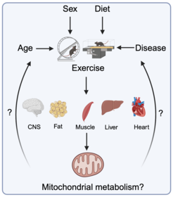 Diagramm, das den Einfluss von Geschlecht, Ernährung, Alter, Bewegung und Krankheiten auf den mitochondrialen Stoffwechsel unter Einbeziehung des zentralen Nervensystems, des Fettgewebes, der Muskeln, der Leber und des Herzens darstellt.