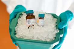 Zwei braune Glasflaschen mit chemischen Substanzen, beschriftet mit Lagerhinweisen, in einem grünen Behälter mit Eis, von einer Person in blauen Handschuhen gehalten.