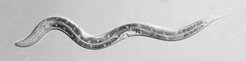 Model genetic organism: C. elegans wild type in larval stage L4