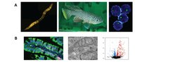 Unser Labor verwendet die Modellorganismen C. elegans, Killifische und menschliche Zellproben, um Alterungsmechanismen zu untersuchen (A). Wir verwenden eine Vielzahl von bildgebenden und „omik“-basierten Ansätzen, um alterungsbezogene Prozesse besser zu verstehen (B).