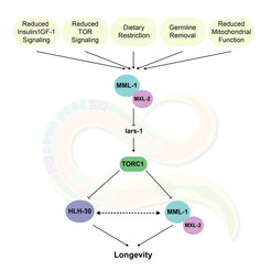 Überblick über das Netzwerk aus Helix-Loop-Helix (HLH)-Transkriptionsfaktoren, das für die Lebensverlängerung in verschiedenen Langlebigkeitswegen erforderlich ist (Nakamura et al., 2016).