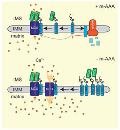 Die m-AAA-Protease reguliert den Zusammenbau des mitochondrialen Calcium-Uniporters MCU, indem sie nicht zusammengebaute EMRE-Untereinheiten abbaut (König et al., 2016; Patron et al., 2018)