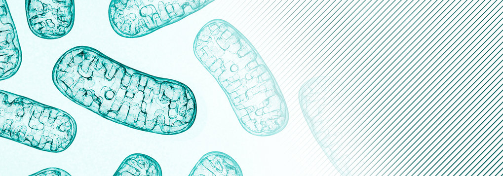 Green mitochondria on a light background.