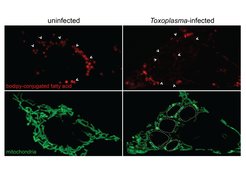 visual comparision of healthy and infected cells
