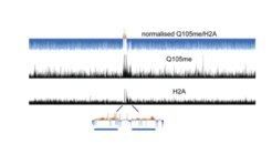 Bild H2AQ105 methylation