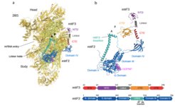 Bild mitochondrial translation pre-initiation complex