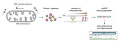 Bild mitoribosome profiling