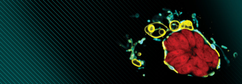 Affiliated Research Group Pernas Affiliated Research Group Pernas