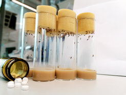 The fruit fly Drosophila melanogaster develops within ten days from egg to adult insect.