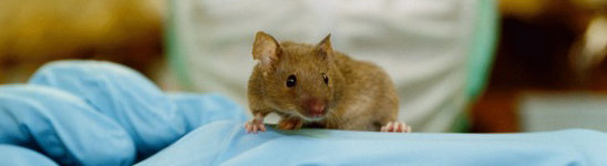 Animal research and animal protection Brown mouse on blue gloved hand.