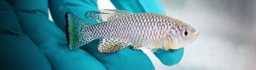 Fish held by gloved hands.
