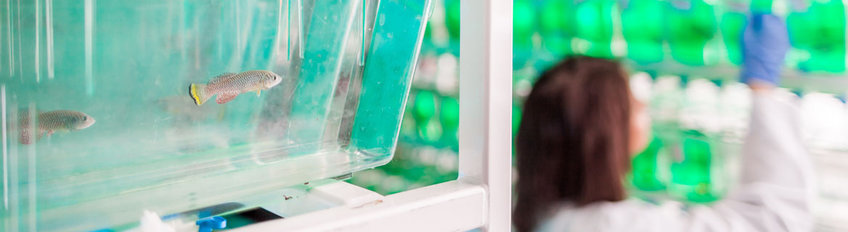 Animal keeping Fish in a tank with researcher in background.