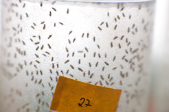 Fruit flies at the MPI for Biology of Ageing - While fruit flies are relatively easy to take care of, they can only be kept successfully under the right conditions.