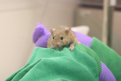 Image dietary restriction mice
