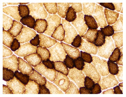 Image of the skeletal muscle of mice.