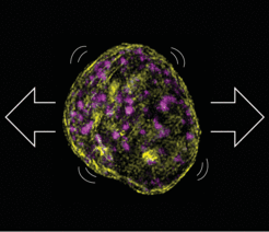 Super resolution image showing that stretch leads to the wrinkling of the nuclei and rearrangement of the DNA.
