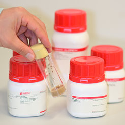 Fruit flies in a vial in front of amino acids.