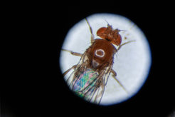 Bild der Fruchtfliege Drosophila melanogaster