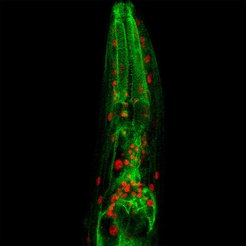 Microscopy image of a C. elegans worm (red: nuclei, in which NFYB-1 is present, green: lysosomes).