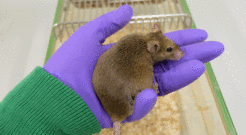 Mice become healthier through a change in diet if they start early in life and are fed this way into old age.